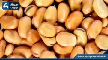 تحديث الأسعار.. سعر أردب الفول البلدي الثلاثاء عند التجار